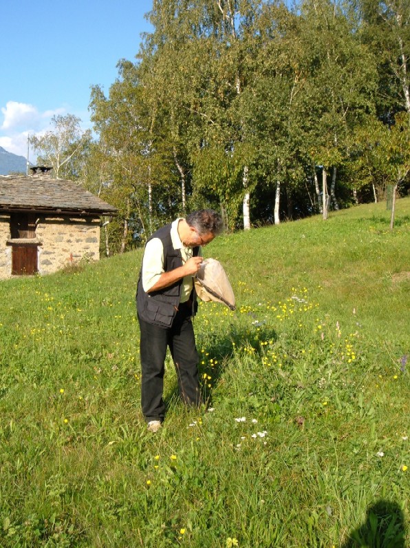 Ortotteri delle Orobie valtellinesi (Sondrio)